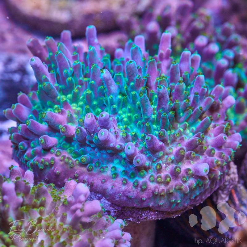 Acropora Violett